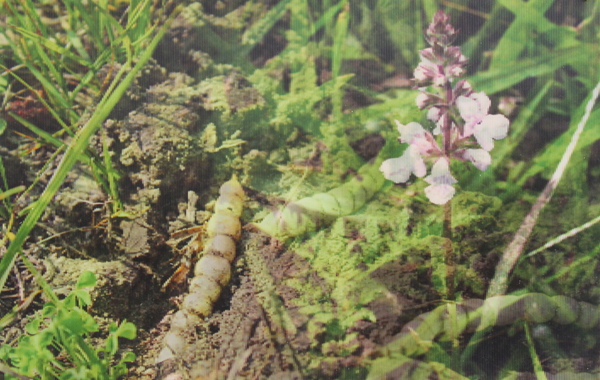 lenticular print of betony post card