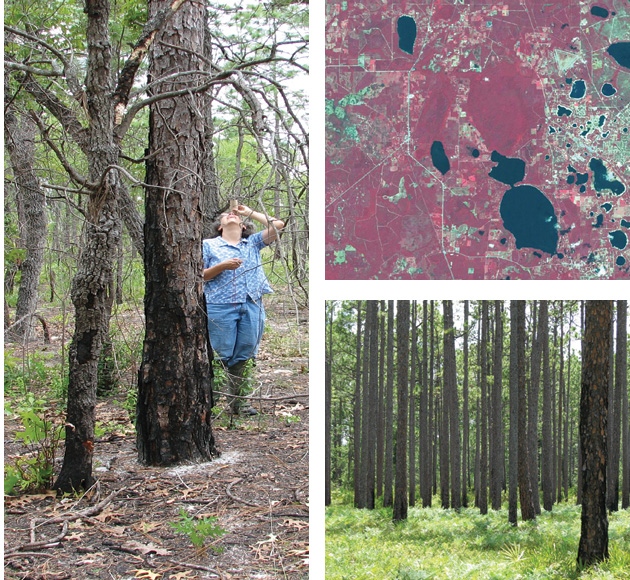 photos:long leaf pines, me ground truthing, and satellite map of Waldo, Fl